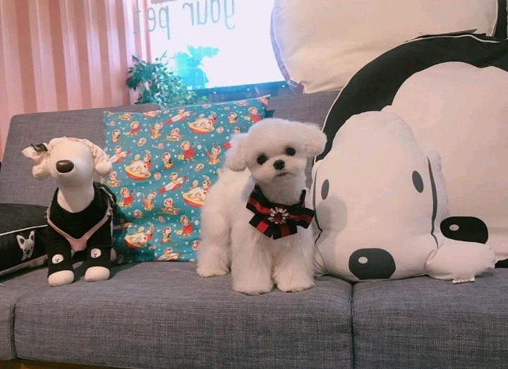 슈퍼주니어 이특이 키우는 반려견 심쿵이.jpg | 인스티즈