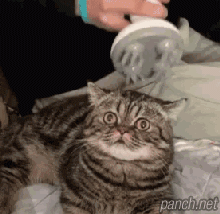 고양이 녹이는 기계 | 인스티즈