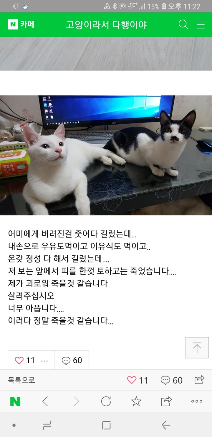 집에서 아깽이 몇십마리 키우게 됐다는 치면튄다님 고양이들이 다 죽어가고있어 | 인스티즈