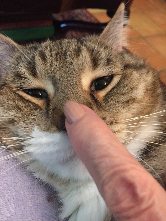 집사가 귀찮지만 참아주는 고양이 | 인스티즈