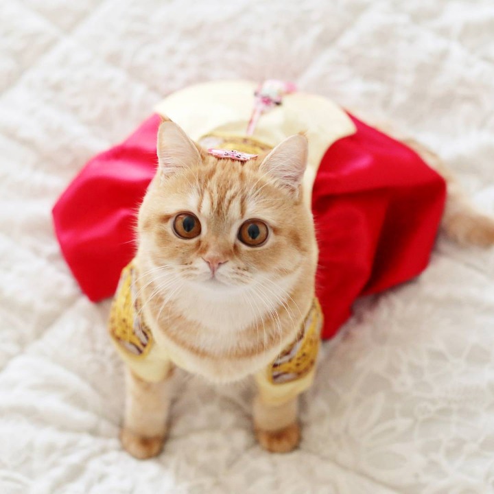 고양이 증명사진 | 인스티즈