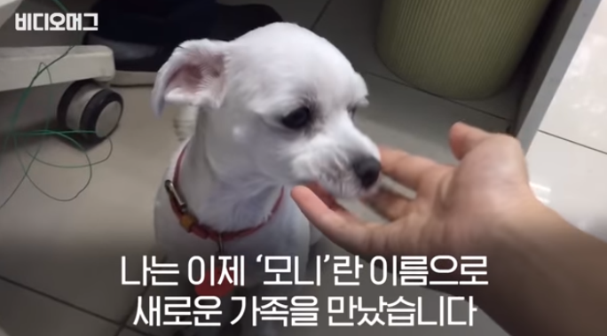 폭염 속 버려진 똘똘이가 모니로 개명한 사연 | 인스티즈