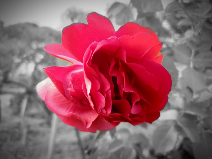 99ADDA505CDCA9082E6A6B