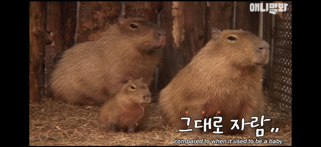 애기모습 그대로 자라는 세상에서 가장 큰 설치류 | 인스티즈
