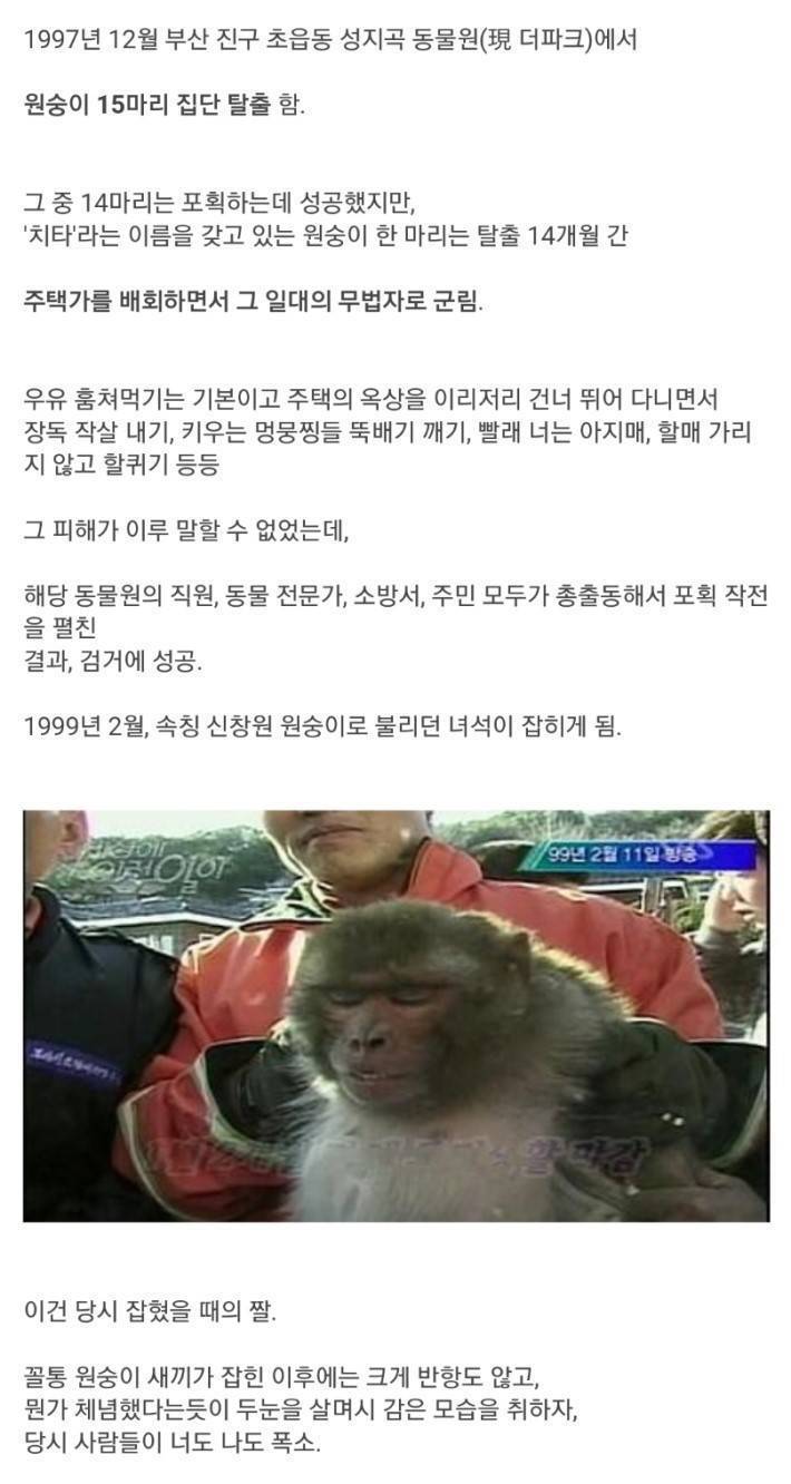 1997년 원숭이15마리 탈출사건 | 인스티즈