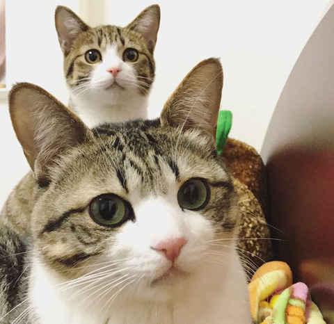 이름이 참새(すずめ)라는 사랑스런 고양이 | 인스티즈
