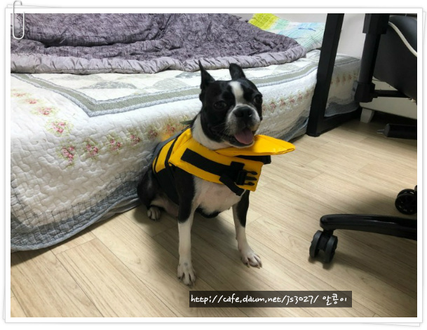 개똥이 이미지