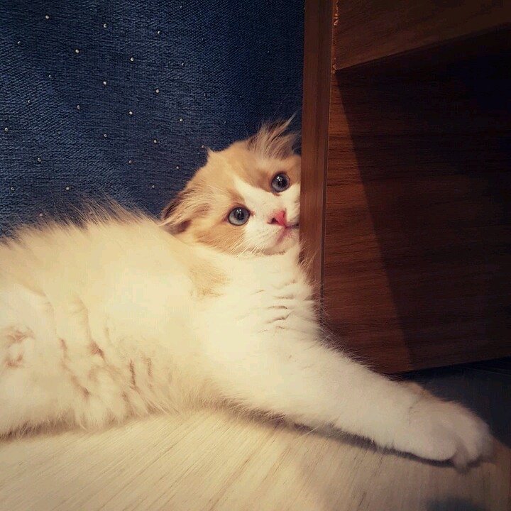 걸스데이 소진이 기르는 고양이 룽지 | 인스티즈