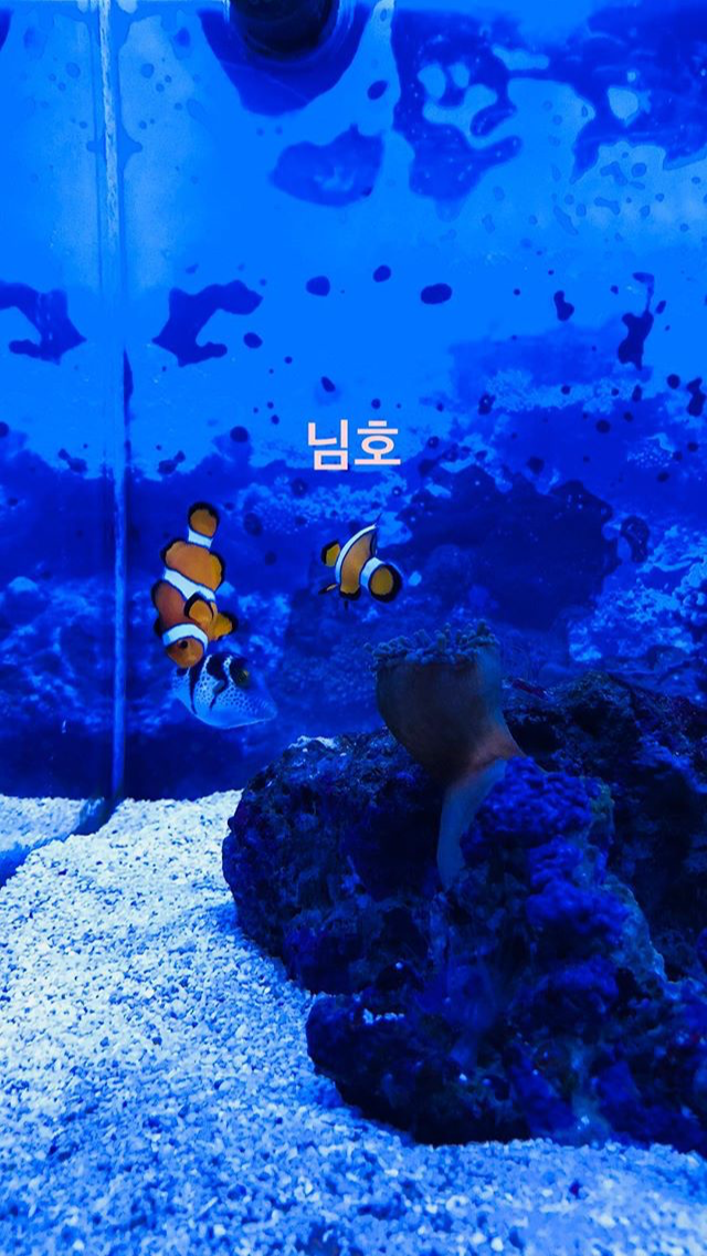 탱스타그램 (feat. 동물의 왕국) | 인스티즈