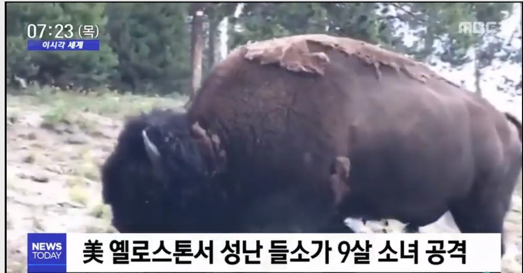 들소 이미지