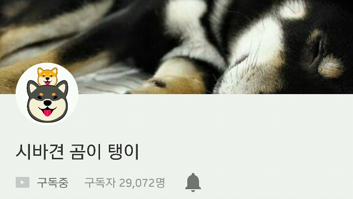 다들,,마음속에,,댕댕이 하나쯤은,,품고있잖아,,? 반려견 유튜브 추천 | 인스티즈