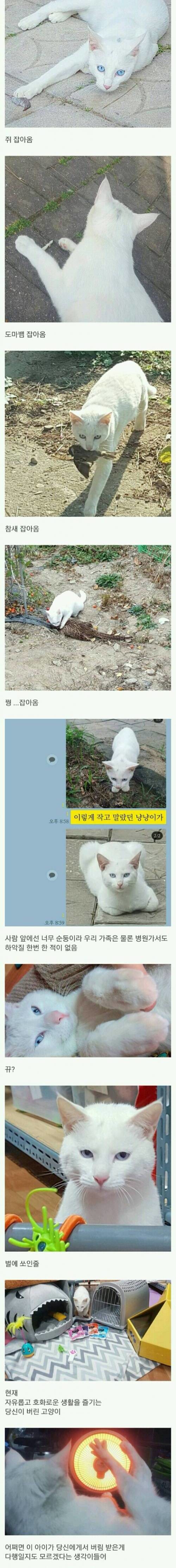 슈퍼도 없는 작은 시골에 버려진 고양이 | 인스티즈