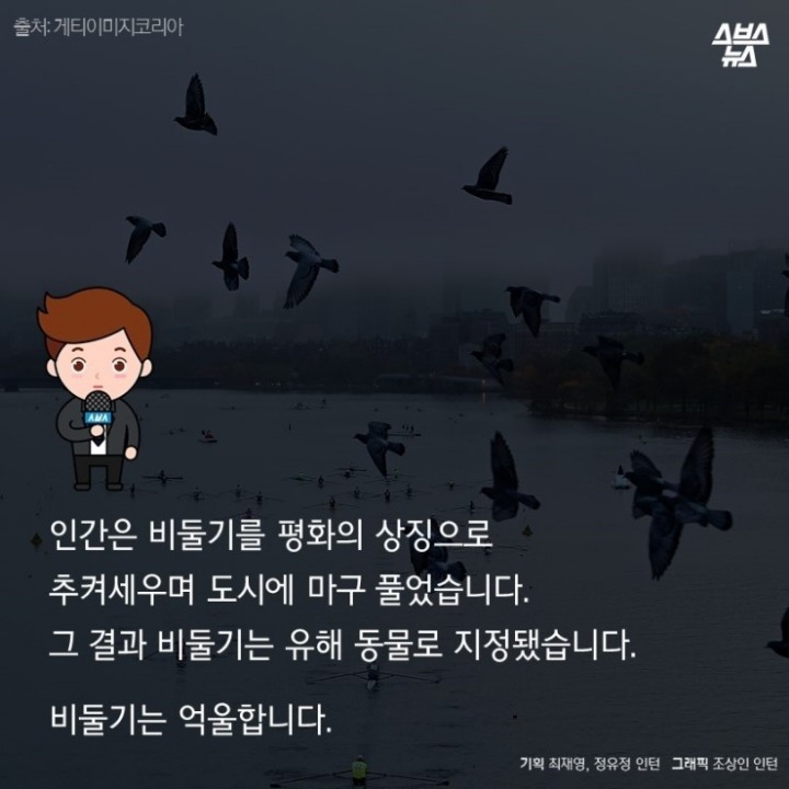 데려온 것도 인간이고 유해동물 취급도 인간이 하네-비둘기는 억울하다 | 인스티즈