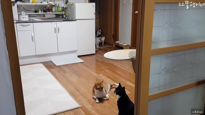 고양이 22마리 키우는 집에서 밖에 길냥이들이 싸움났을 때 반응 | 인스티즈
