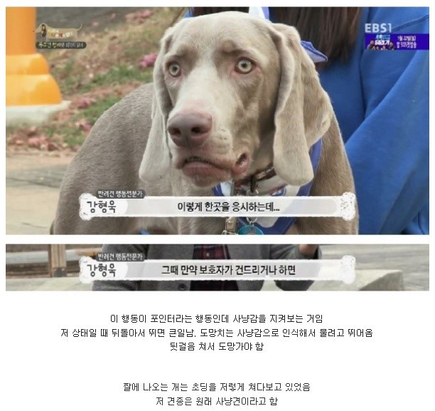 개가 이런 표정을 지으면 조심하세요 | 인스티즈