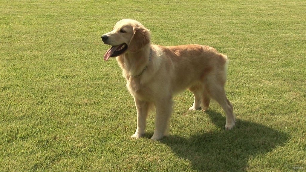 작은개vs큰개 | 인스티즈