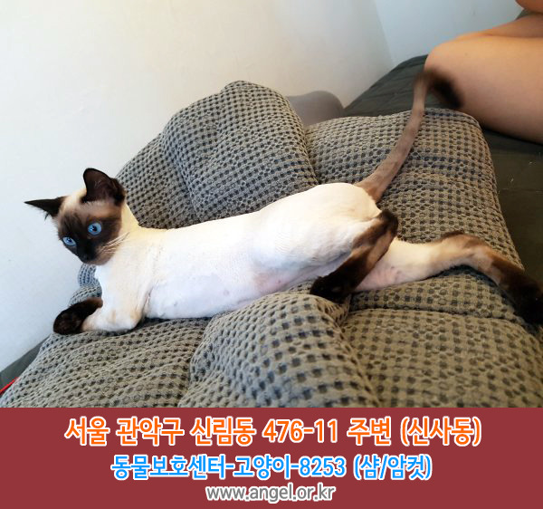 샴 이미지