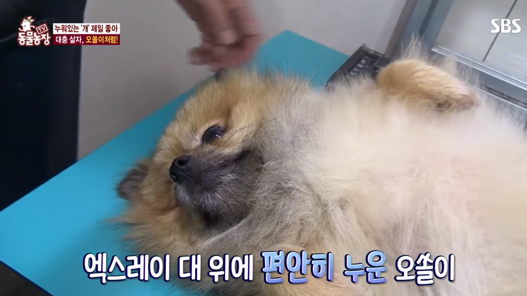 [동물농장] 누워있길 좋아하는 강아지 오쏠이 | 인스티즈