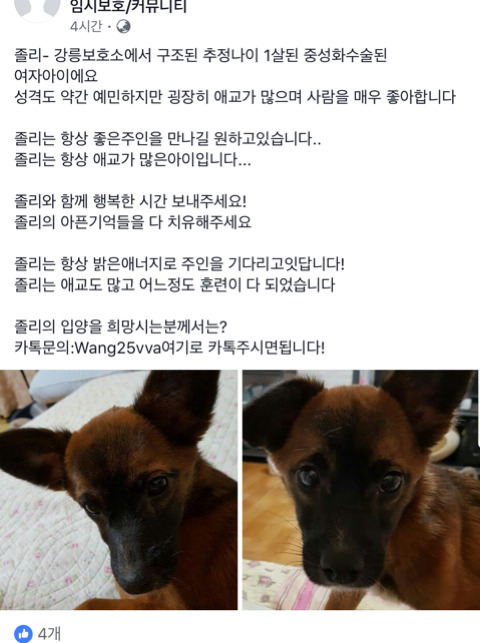안락사될 아이들이랑 유기현장에서 발견했지만 보호소로 보내진 아이들 보고가줘ㅠㅠㅠ(여러마리고 지역도 여러군데야) | 인스티즈