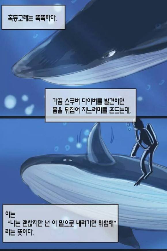상어에게 먹힐뻔한 여성을 구해준 혹등고래찡 | 인스티즈