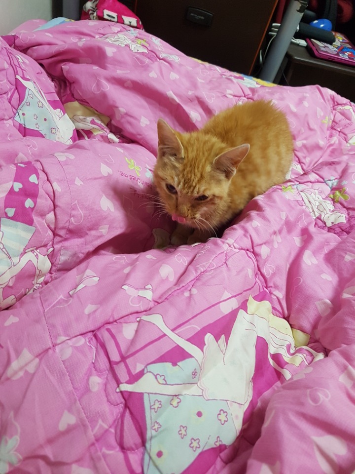 춘천지역 아기고양이 입양 가능한 도토ㅠㅠㅠㅠ | 인스티즈