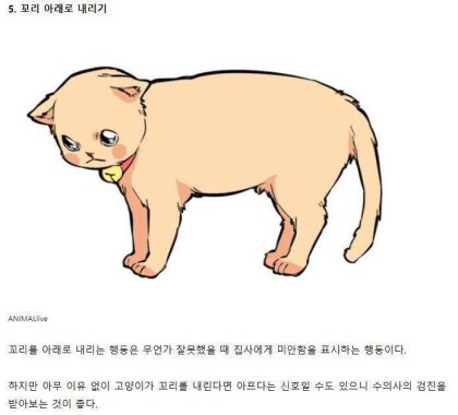 고양이의 감정을 알아보자 | 인스티즈
