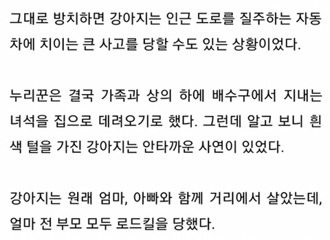 엄마가 로드킬로 죽은 자리를 떠나지 못하는 강아지... | 인스티즈