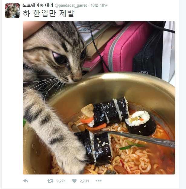 식탐 강한 고양이 | 인스티즈