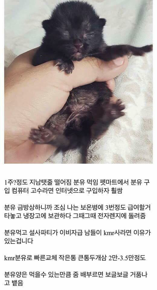 고양이를 만드는 디씨인.jpg | 인스티즈